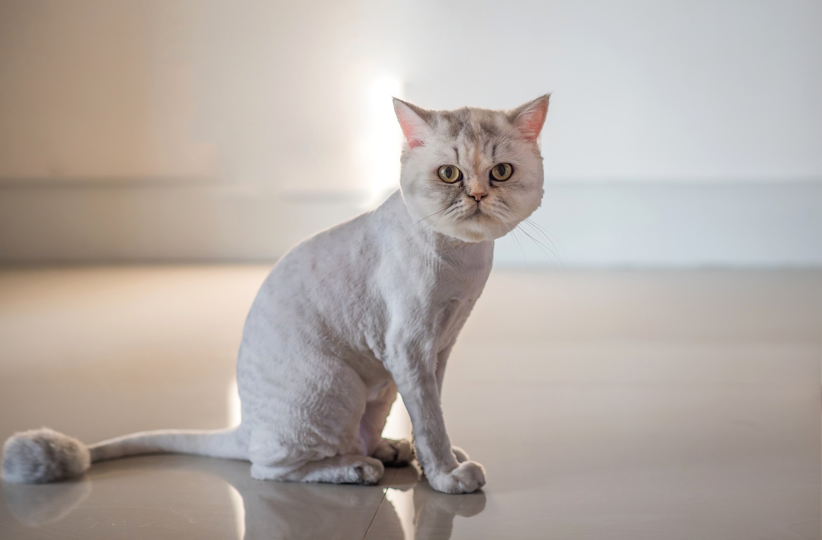 Sedated shave-down procedure